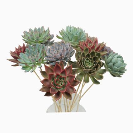 Sticculents 50cm 8,5 X20